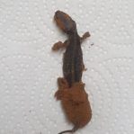 LIZARD FOUND IN MILO POWDER IN MALAYSIA. BEWARE! 6