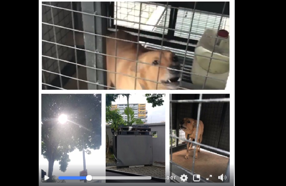 ANIMAL ABUSE, DOG MADE TO STAY IN CAGE WITH NO VENTILATION