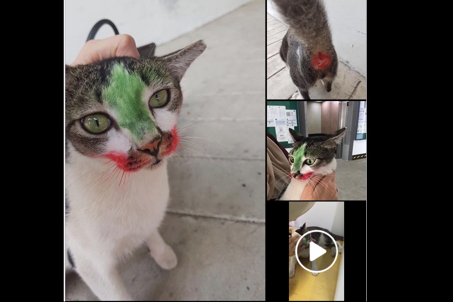 CAT TORTURED AT TAMPINES INDUSTRIAL PARK