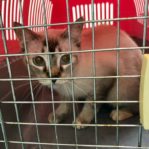CAT WILL BE PUT DOWN BY AVA IF NO ONE ADOPT!!! 3