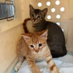 CAT WILL BE PUT DOWN BY AVA IF NO ONE ADOPT!!! 7