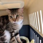 CAT WILL BE PUT DOWN BY AVA IF NO ONE ADOPT!!! 5