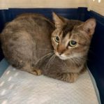 CAT WILL BE PUT DOWN BY AVA IF NO ONE ADOPT!!! 2