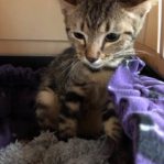 CAT WILL BE PUT DOWN BY AVA IF NO ONE ADOPT!!! 8