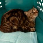 CAT WILL BE PUT DOWN BY AVA IF NO ONE ADOPT!!! 4