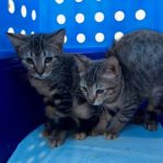 CAT WILL BE PUT DOWN BY AVA IF NO ONE ADOPT!!! 6