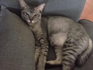 MISSING CAT AT BUKIT PANJANG. CAN YOU HELP HER? 3