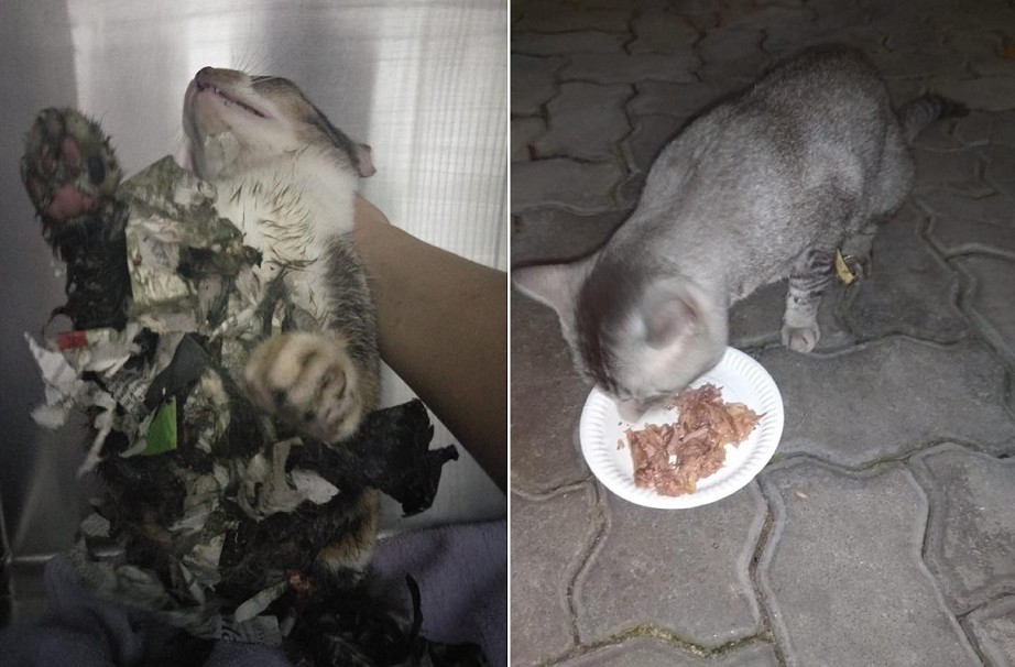 PEST CONTROLLER LAY TRAPS. CAT GOT STUCK IN GLUE