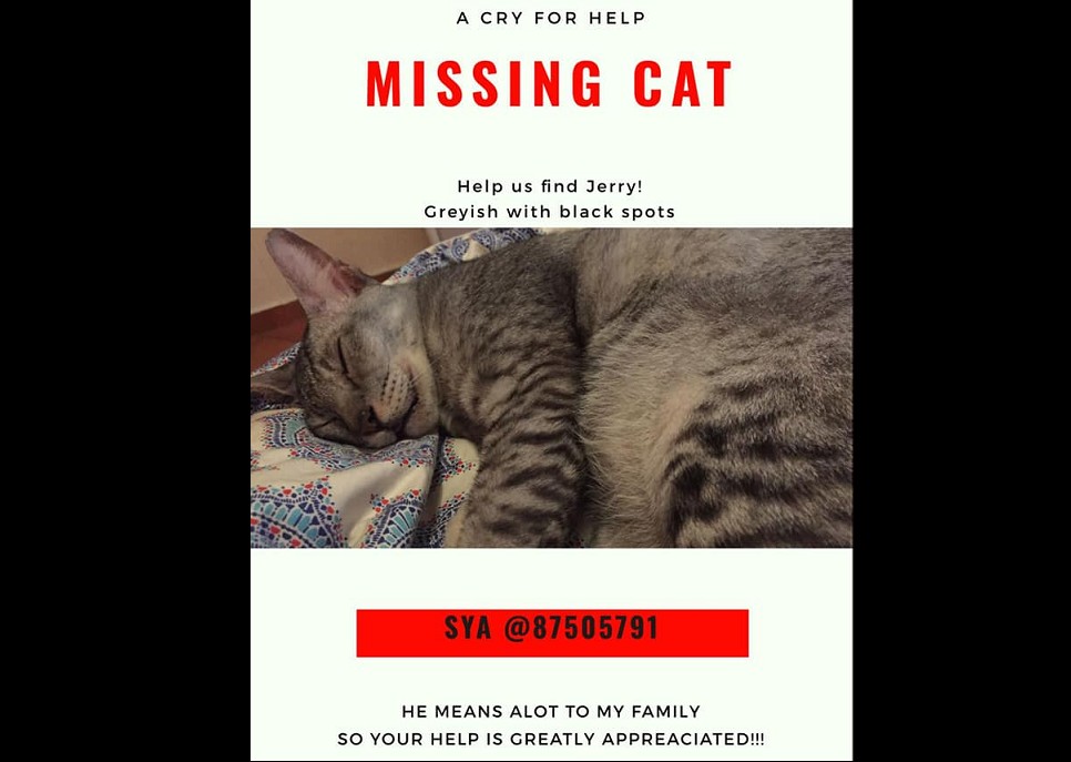 MISSING CAT AT BUKIT PANJANG. CAN YOU HELP HER?