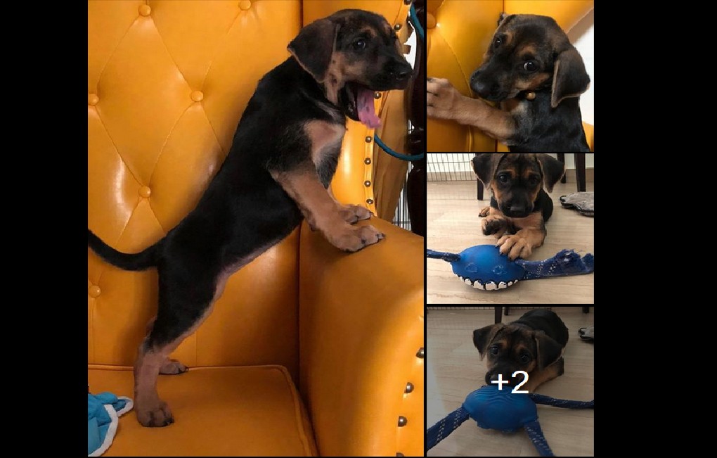 ABUSED PUPPY BOUGHT AS KIDS ENTERTAINMENT TOY