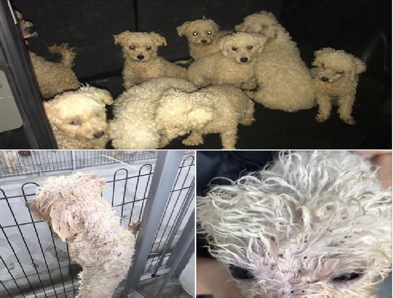 DOGS RECUSED AFTER GETTING ABUSED BY OWNER