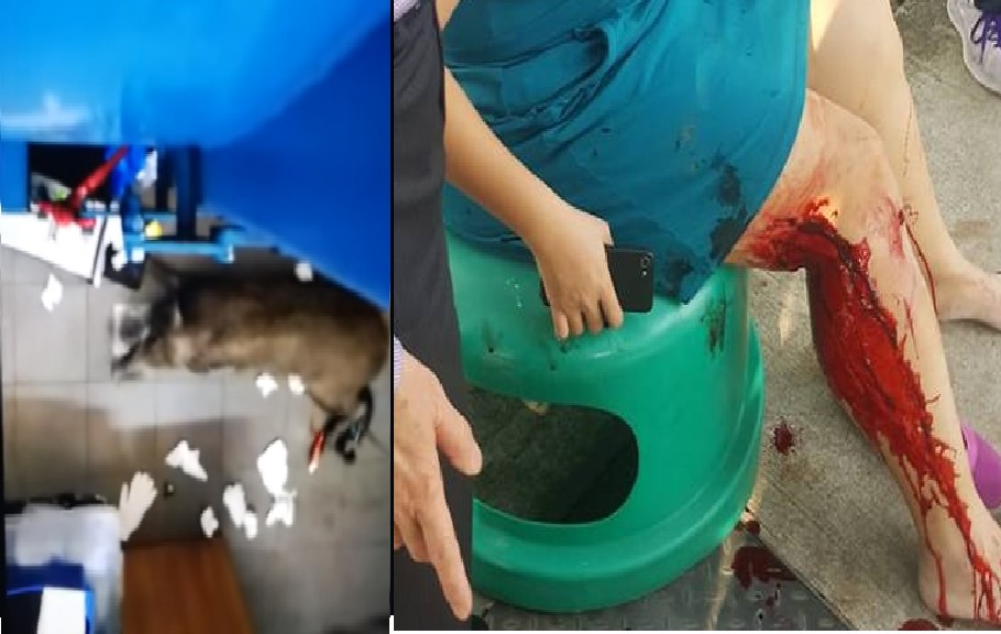 WOMAN INJURED AFTER ATTACK BY WILD BOAR @ PUNGGOL