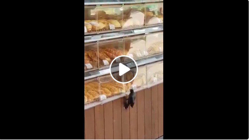 BIRD FEASTING FROM BREAD SHOP AT LAVENDER MRT