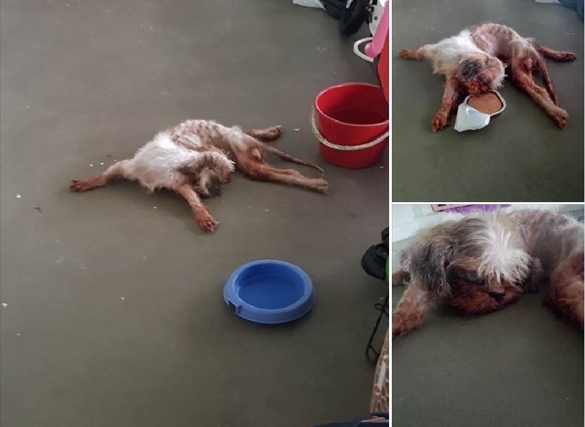 DOG ABUSED STARVED TILL SKINNY AND LEFT THE RAIN