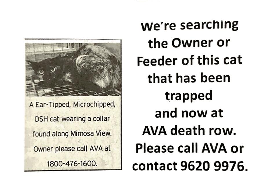 CAT WILL BE KILLED SOON IF OWNER DONT PICK UP CAT