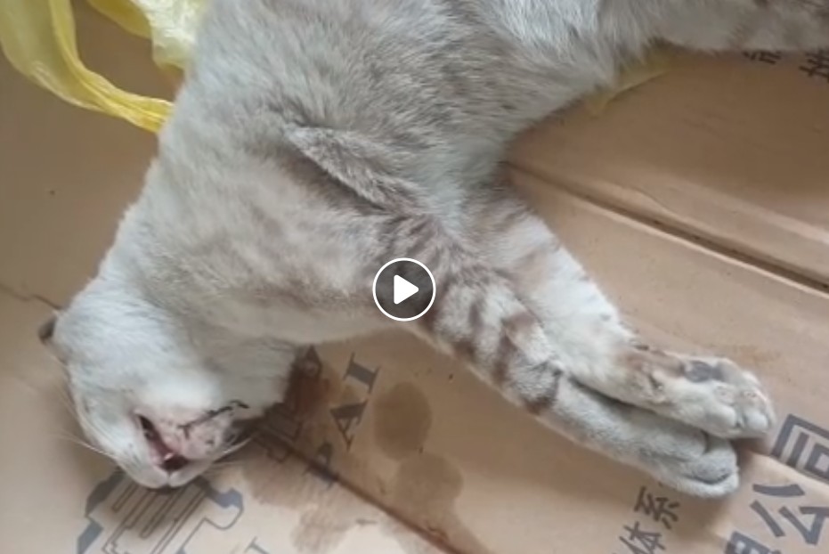 CAT BANG BY CAR AT CCK BLK 444. OWNER WHERE ARE YOU?