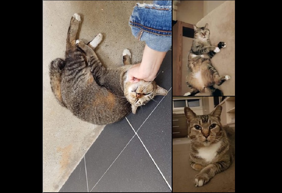 BOB THE CAT KICKED OUT BY BUSYBODY RESIDENT