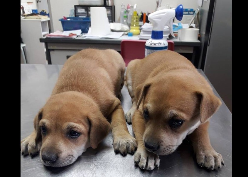 DOGGIES WILL BE PUT DOWN IF NO ONE ADOPTS THEM