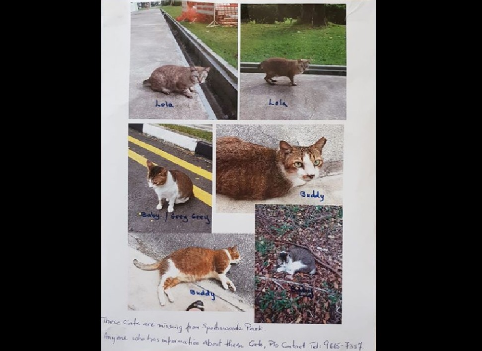 MISSING CATS AROUND OUTRAM! PLEASE HELP TO SHARE!