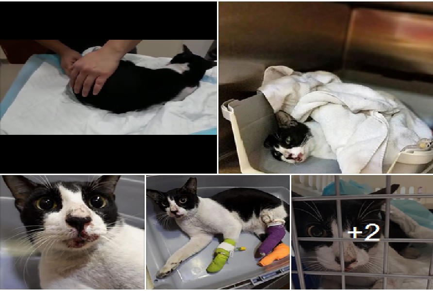 SEEKING DONATION FOR SURGERY TO SAVE CAT.