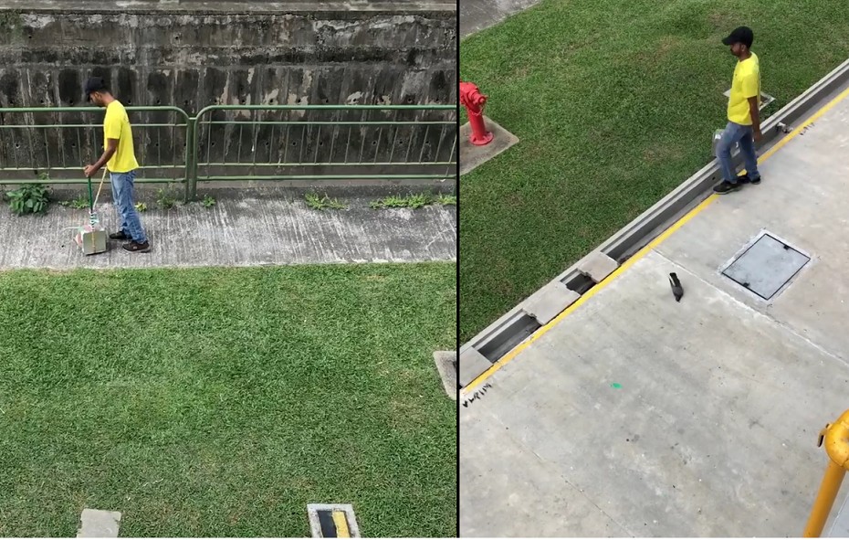 POISON POWDER SCATTERED TO KILL BIRDS. WATCH OUT FOR YOUR PET