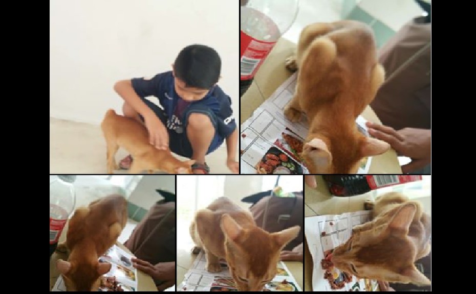 DID YOU LOST YOUR ORANGE KITTIE AT YISHUN?