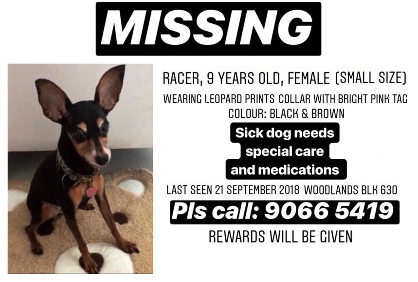 DOG MISSING @ WOODLANDS. REWARD IF YOU CAN FIND IT