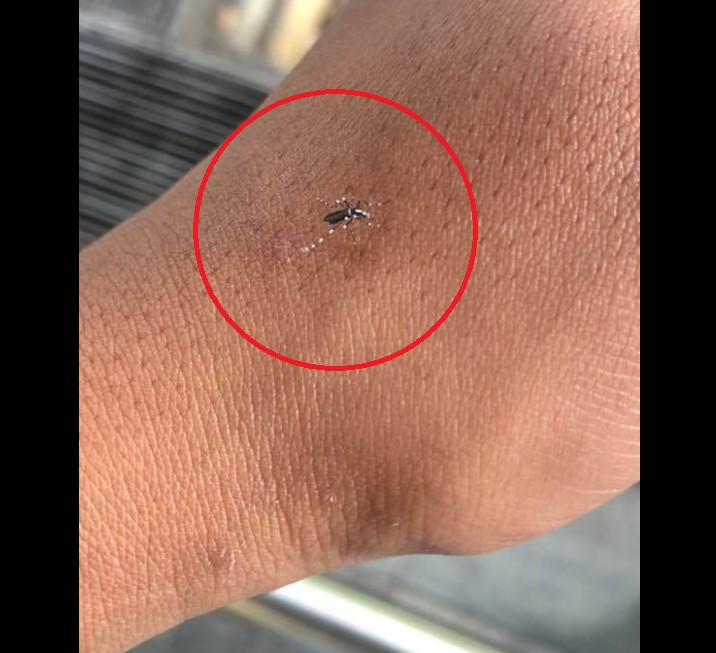 MOSQUITOES BREEDING NEAR NEA BUILDING. NEVER CHECK?