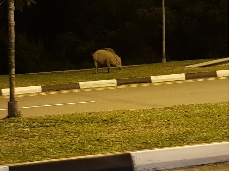 DRIVERS TAKE NOTE. ‘POKE-BABI’ SPOTTED AT PASIR RIS