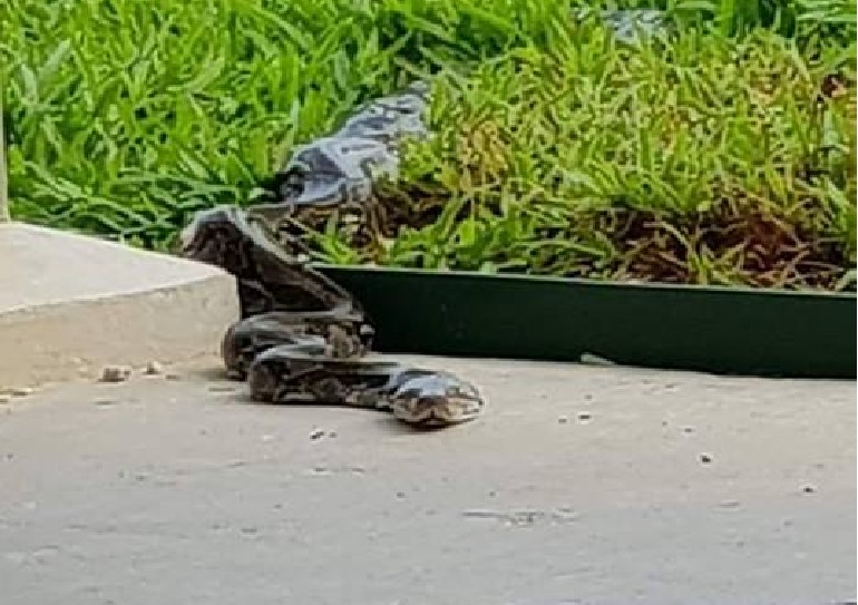 SNAKE NEAR PUNGGOL POLYCLINIC. TAKE NOTE!