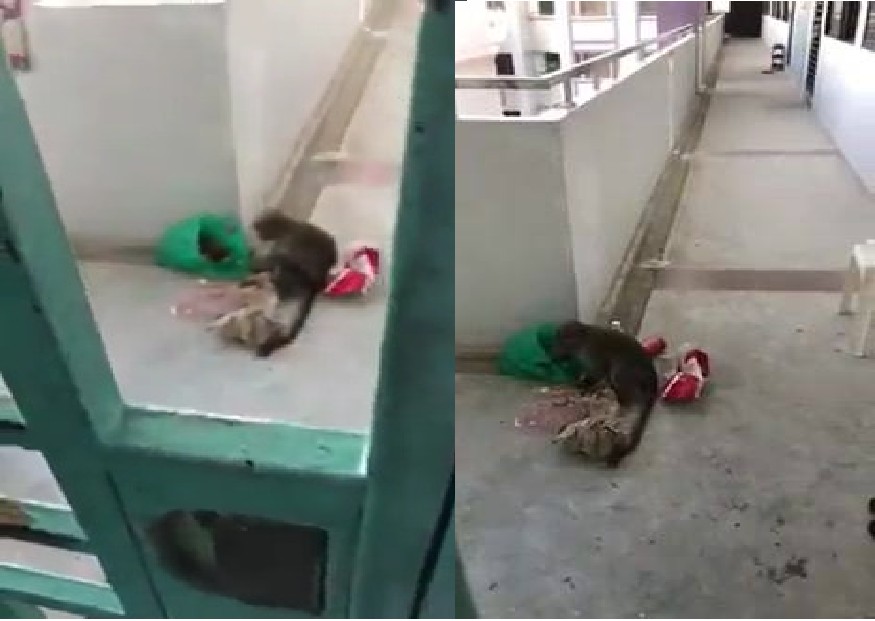 MONKEY ON 10TH FLOOR OF CHOA CHU KANG HDB
