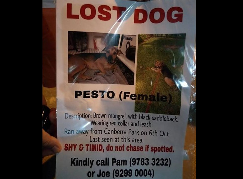 LOST DOG. LAST SEEN AT CANBERRA PARK. PLEASE HELP!