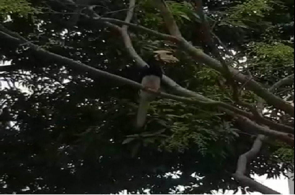 HORNBILL APPEARANCE DUE TO DEFORESTATION FOR CONDOMINIUM?