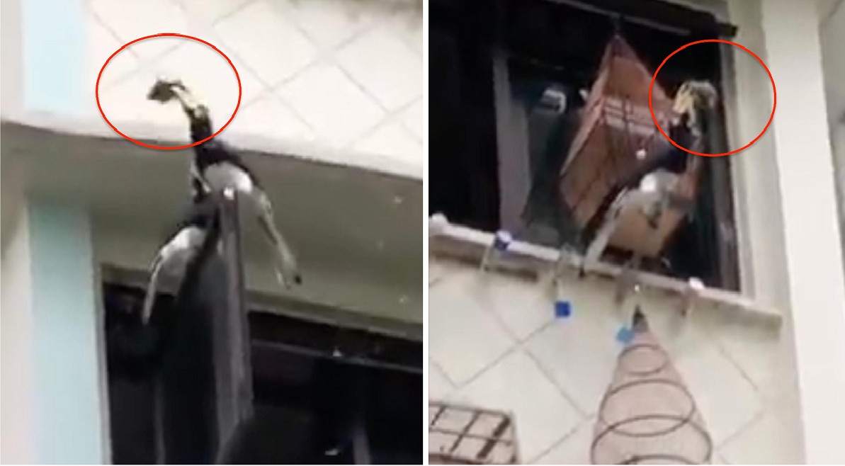 HORNBILL DEVOURS PET BIRD FROM HDB WINDOW!!!