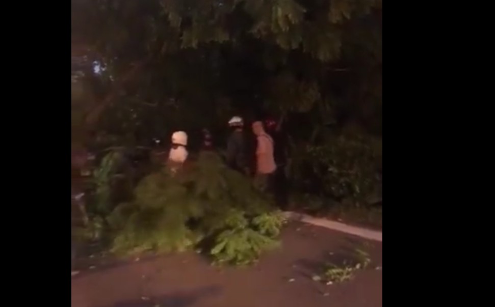 ALL 4 LANES AT TPE JAM. TREE FALL AT HIGHWAY TOWARDS PUNGGOL