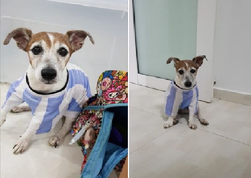 DOG MISSING. PLEASE HELP SHARE AND FIND LEH @ JURONG WEST