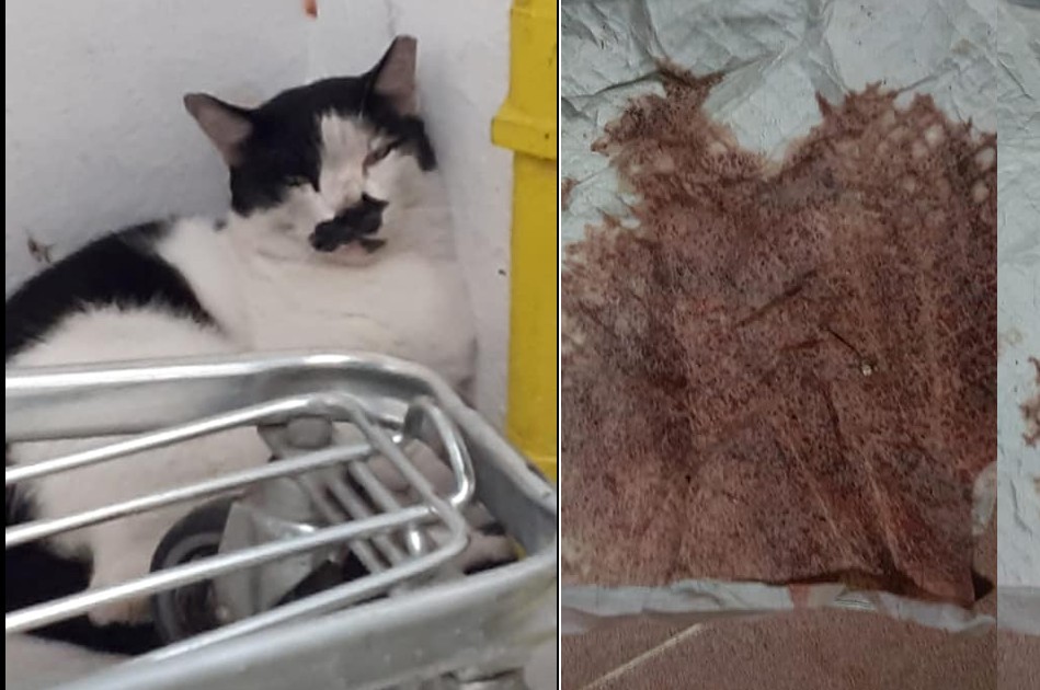 SEEKING MEDICAL FUNDS FOR INJURED CAT THAT WAS HIT BY VEHICLE.