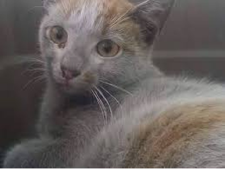 MAN ON WHEELCHAIR AFTER KICKING CAT. RETRIBUTION!