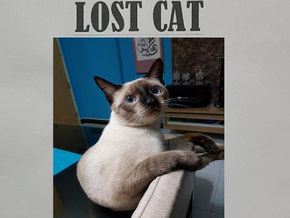 LOST CAT. ANYONE SAW HER? PLEASE SHARE