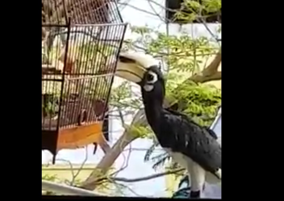HORNBILLS GOING AROUND EATING SMALL BIRDS! AGAIN!!