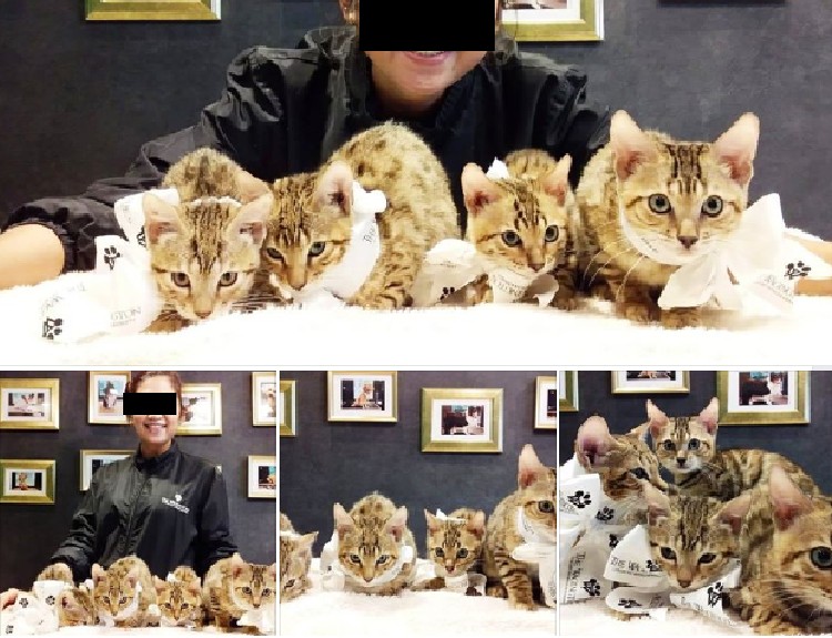 CAT “ADOPTION” FOR $650. USING THE NAME OF ADOPTION FOR PROFIT?