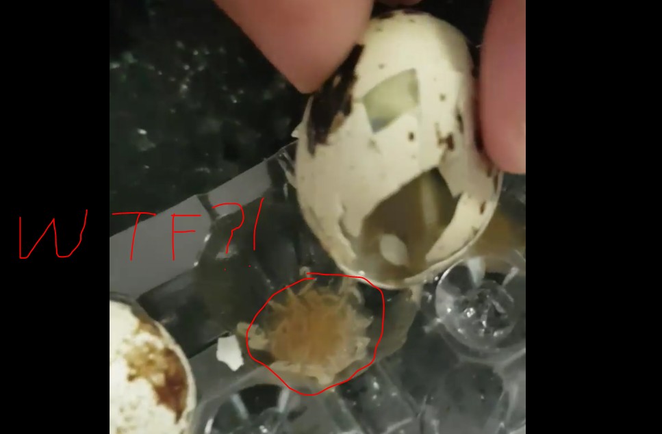 WORMS FOUND IN QUAIL EGGS FROM BEDOK NTUC. BEWARE!