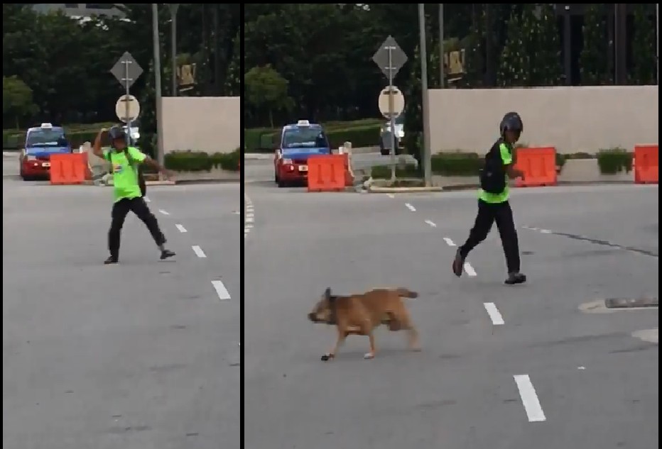 ANGRY M’SIA MOTORIST ATTACK STRAY DOGS ON ROAD