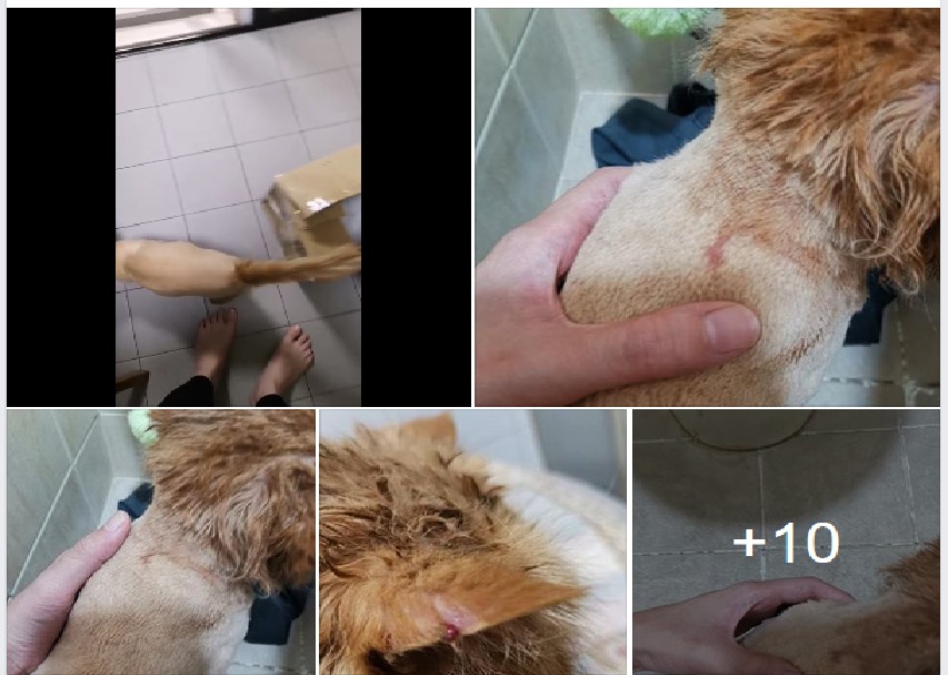 CUT SEALED IN BOX BY GROOMER. FULL OF CUTS ON BODY