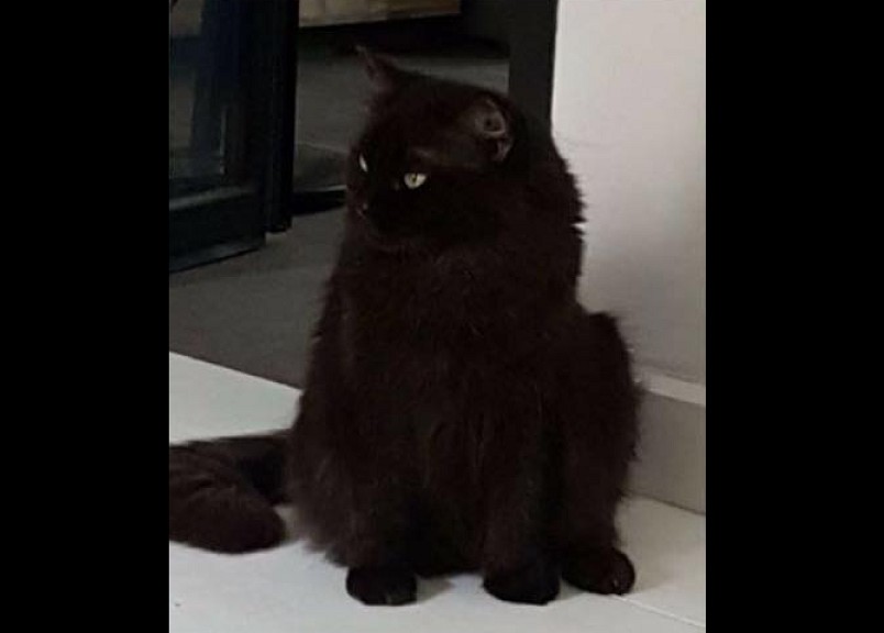 CAT MISSING AT SEMBAWANG. $500 REWARD IF FOUND