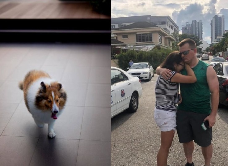 MISSING DOG DIED UNDER THE TAKE CARE OF PLATINUM DOGS CLUB