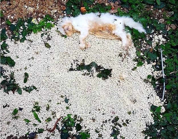 DISGUSTING OWNER DUMPS DEAD CAT AT RIVER SIDE @ PASIR RIS