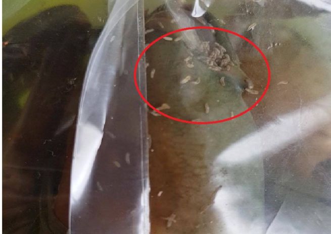 BOUGHT 3 LIVE CRABS FROM NTUC ENDS UP WITH LIVE MAGGOTS