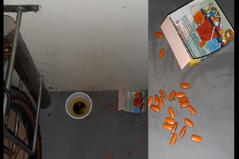 WATER AND FOOD BOWL FOR CATS TAINTED BY HEARTLESS RESIDENT!