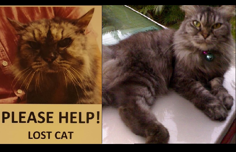 PLEASE SHARE! HELP TO FIND MISSING CAT AT BISHAN!